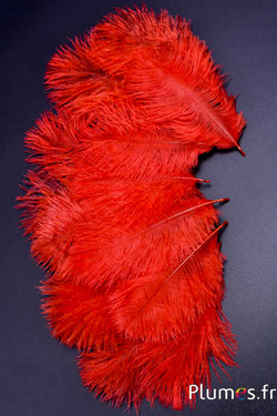 Autruche Bellies - 8-13 cm - orange sanguin